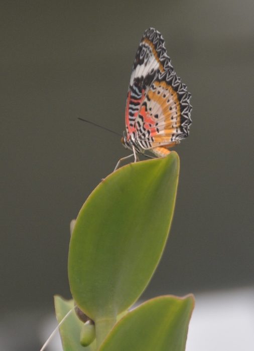 butterfly exhibit